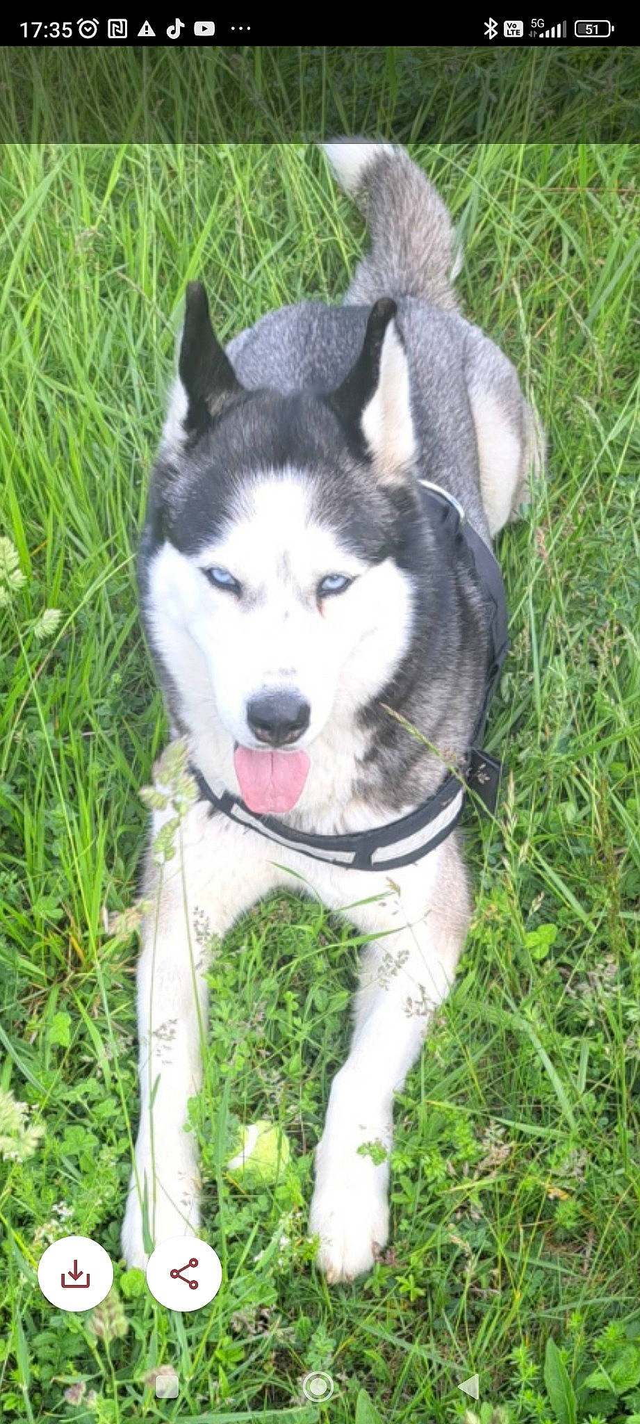 Paika participe au concours pour gagner de l'argent avec cette photo : ancient_dog_breeds, canidae, canis, carnivore, collar, companion_dog, dog, dog_breed, fur, grass, non_sporting_group, plant, sedge_family, siberian_husky, sled_dog, snout, sporting_group, terrestrial_animal, working_animal, working_dog