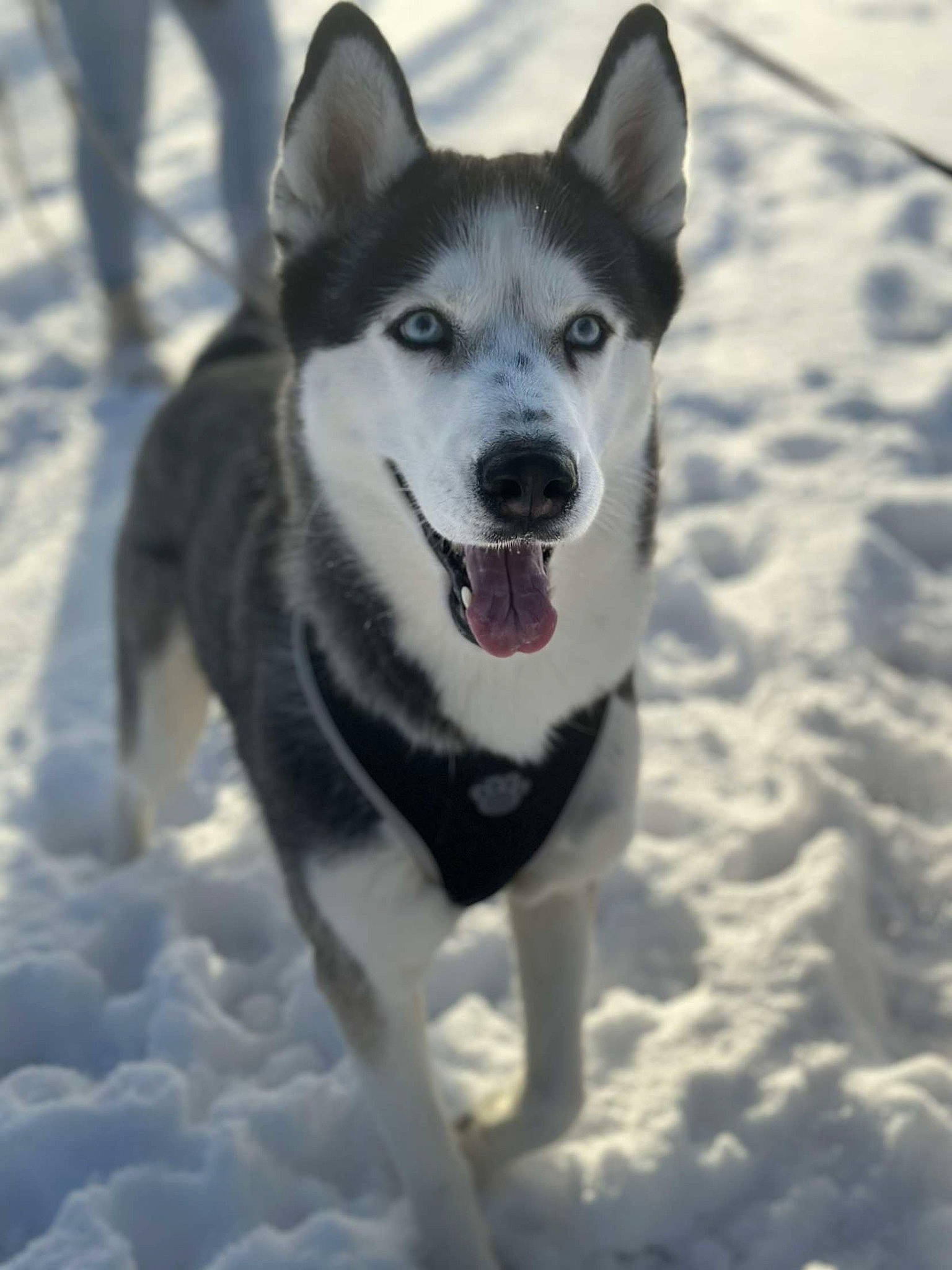 Paika a rejoint le concours — aidez-le/la à gagner de superbes lots ! ancient_dog_breeds, canidae, carnivore, dog, dog_breed, freezing, fur, non_sporting_group, precipitation, recreation, sled_dog, snout, snow, sporting_group, winter, working_animal, working_dog