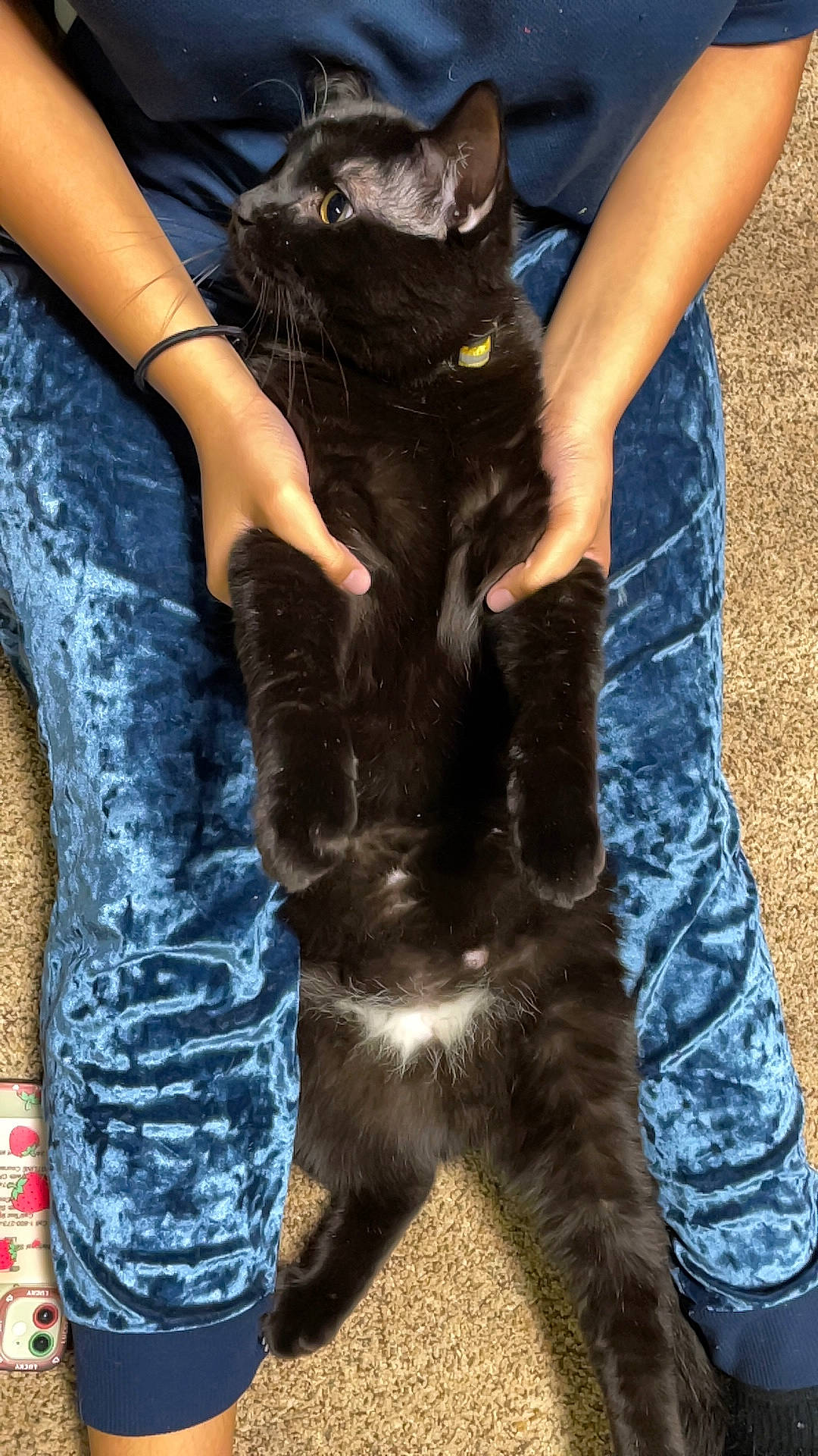 Chunky is registered to the contest to win money with this photo: canidae, carnivore, cat, claw, comfort, denim, dog_breed, electric_blue, felidae, foot, fur, gesture, human_leg, natural_material, small_to_medium_sized_cats, sporting_group, tail, terrestrial_animal, thigh, whiskers