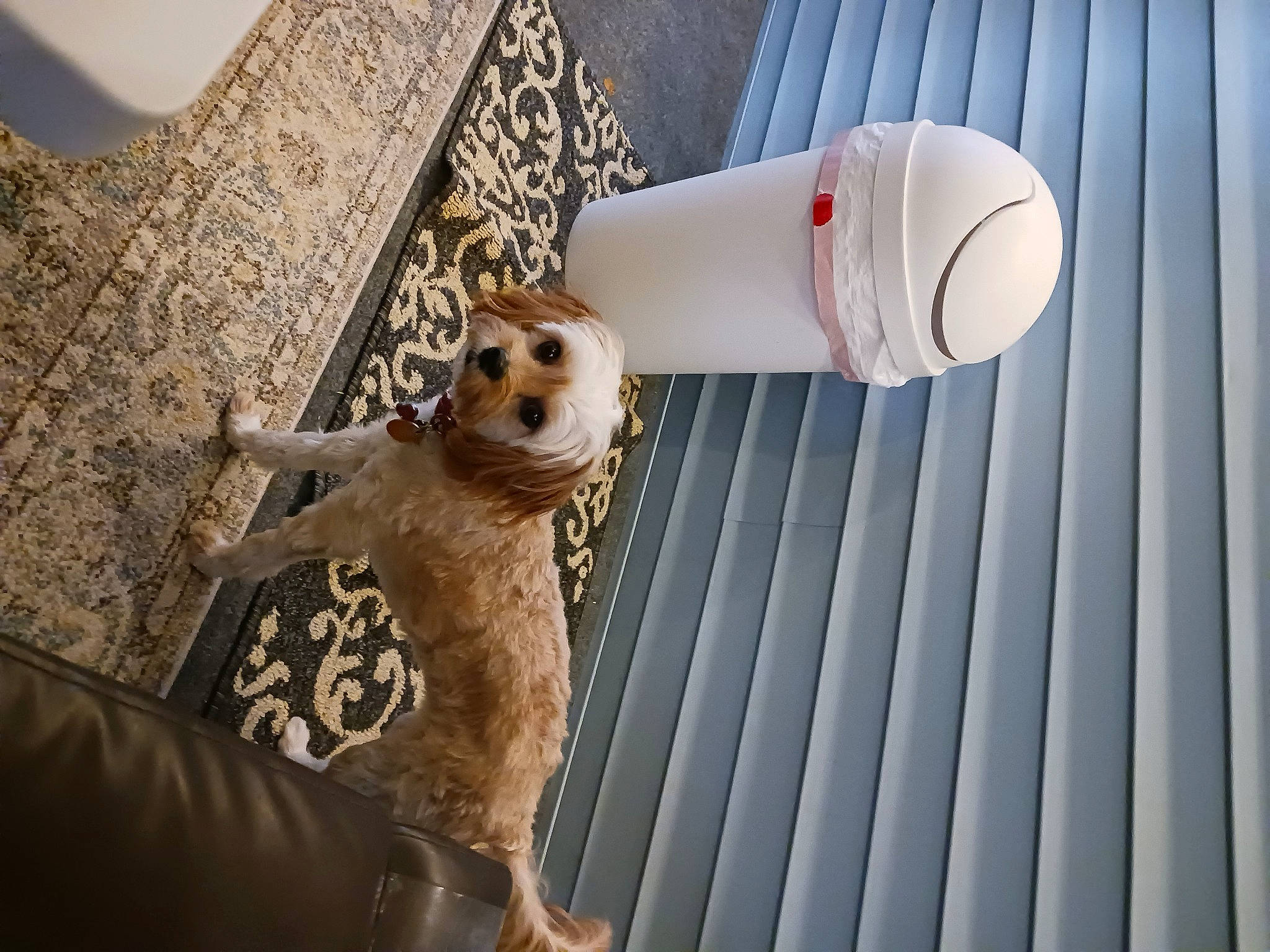 Daisy joined the competition — help win amazing prizes! brown, canidae, carnivore, ceiling, comfort, companion_dog, couch, cup, dog, fawn, felidae, flooring, hardwood, lighting, metal, pattern, peach, room, tableware, wood