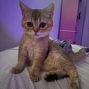 Teddy joined the competition — help win amazing prizes! bed, bedding, big_eyes, cabinet, cat, cute, fur, indoor, kitten, paw, paws, pet, portrait, purple_light, relaxed, shelf, sitting, striped_sheet, toys, whiskers