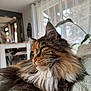 Iris a rejoint le concours — aidez-le/la à gagner de superbes lots ! cat, feline, long_hair, fluffy, whiskers, green_eyes, portrait, close_up, indoor, cozy, blanket, living_room, houseplant, window, natural_light, maine_coon, fur, relaxed, pet, cute
