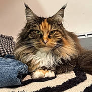 Iris a rejoint le concours — aidez-le/la à gagner de superbes lots ! cat, maine_coon, long_hair, green_eyes, whiskers, paws, fluffy_fur, ear_tufts, portrait, close_up, indoor, cozy, blanket, striped_rug, denim, fabric, calm, pet, relaxed, soft_lighting