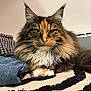 cat, maine_coon, long_hair, green_eyes, whiskers, paws, fluffy_fur, ear_tufts, portrait, close_up, indoor, cozy, blanket, striped_rug, denim, fabric, calm, pet, relaxed, soft_lighting