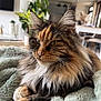 cat, calico, long_hair, feline, pet, whiskers, ears, paws, green_eyes, fur, close_up, portrait, blanket, cozy, indoor, living_room, plant, home_decor, relaxed, fluffy
