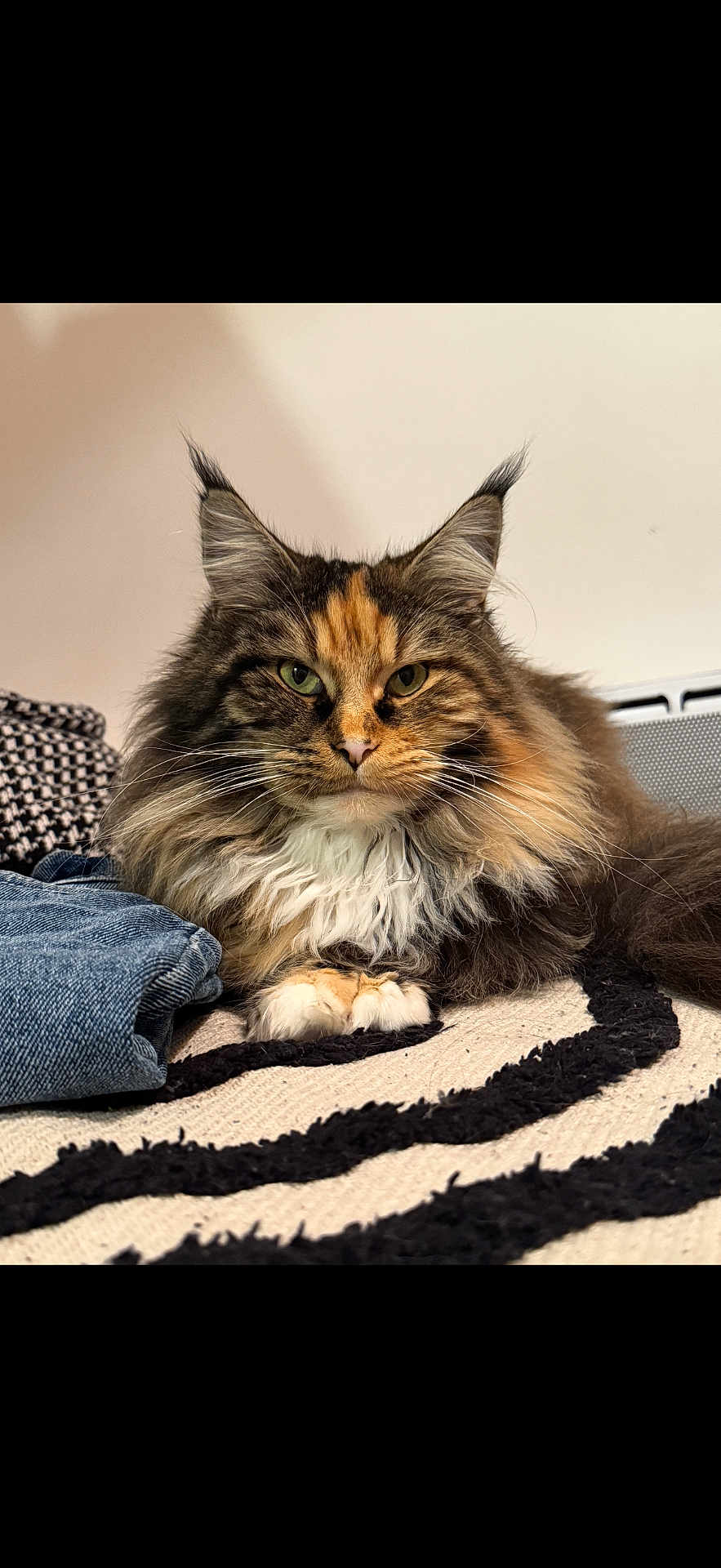 Iris participe au concours pour gagner de l'argent avec cette photo : cat, long_haired_cat, pet, indoor, green_eyes, whiskers, fluffy_fur, paws, ear_tufts, tricolor, close_up, portrait, relaxed, cozy, blanket, rug, denim, home_interior, soft_lighting, fur_texture