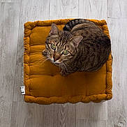 Happy participe au concours pour gagner de l'argent avec cette photo : cat, tabby_cat, cushion, floor, wood_floor, mustard_color, pet, indoor, looking_up, whiskers, ears, green_eyes, fur, striped, relaxed, cozy, home, feet, socks, top_view