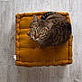 cat, tabby_cat, cushion, floor, wood_floor, mustard_color, pet, indoor, looking_up, whiskers, ears, green_eyes, fur, striped, relaxed, cozy, home, feet, socks, top_view