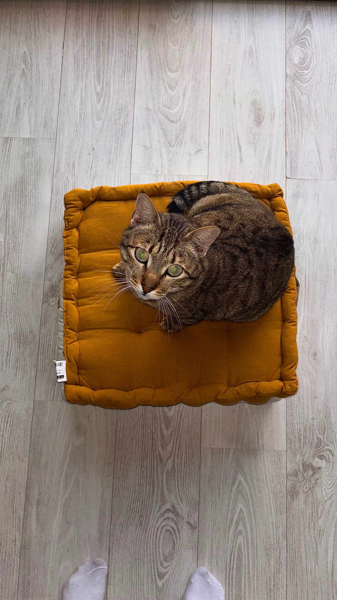Happy participe au concours pour gagner de l'argent avec cette photo : cat, tabby_cat, cushion, floor, wood_floor, mustard_color, pet, indoor, looking_up, whiskers, ears, green_eyes, fur, striped, relaxed, cozy, home, feet, socks, top_view