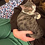 kitten, cat, sleeping, pet, animal, fur, hand, human, bed, blanket, comfort, cozy, rest, domestic, cute, young, relaxation, indoor, person, holding