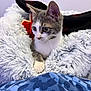 kitten, cat, gray_and_white, fluffy_blanket, soft_texture, indoor, curious, small_animal, pet, cozy, feline, resting, closeup, young_cat, wide_eyes, comfort, domestic_animal, fur, blanket, relaxed
