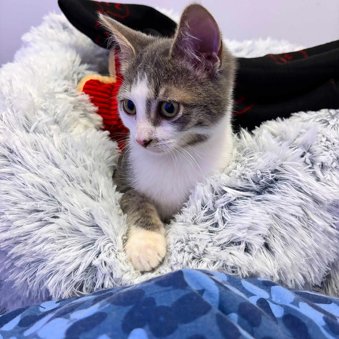 Stardust a rejoint le concours — aidez-le/la à gagner de superbes lots ! blanket, cat, closeup, comfort, cozy, curious, domestic_animal, feline, fluffy_blanket, fur, gray_and_white, indoor, kitten, pet, relaxed, resting, small_animal, soft_texture, wide_eyes, young_cat