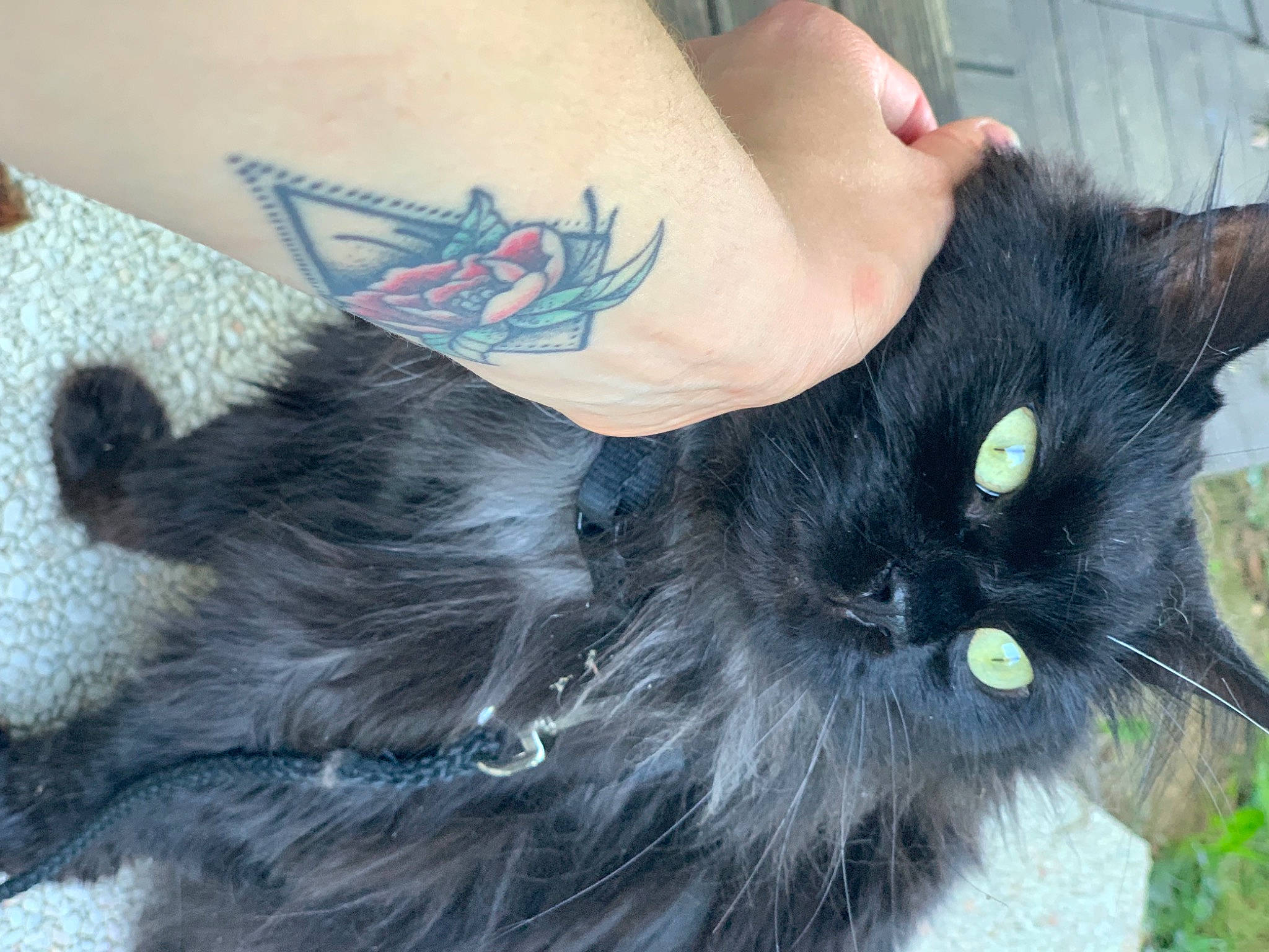 Ciboulette participe au concours pour gagner de l'argent avec cette photo : black_cat, bombay, canidae, carnivore, cat, claw, dog_breed, domestic_short_haired_cat, fawn, felidae, fur, grey, human_leg, paw, small_to_medium_sized_cats, snout, tail, temporary_tattoo, whiskers, wrist