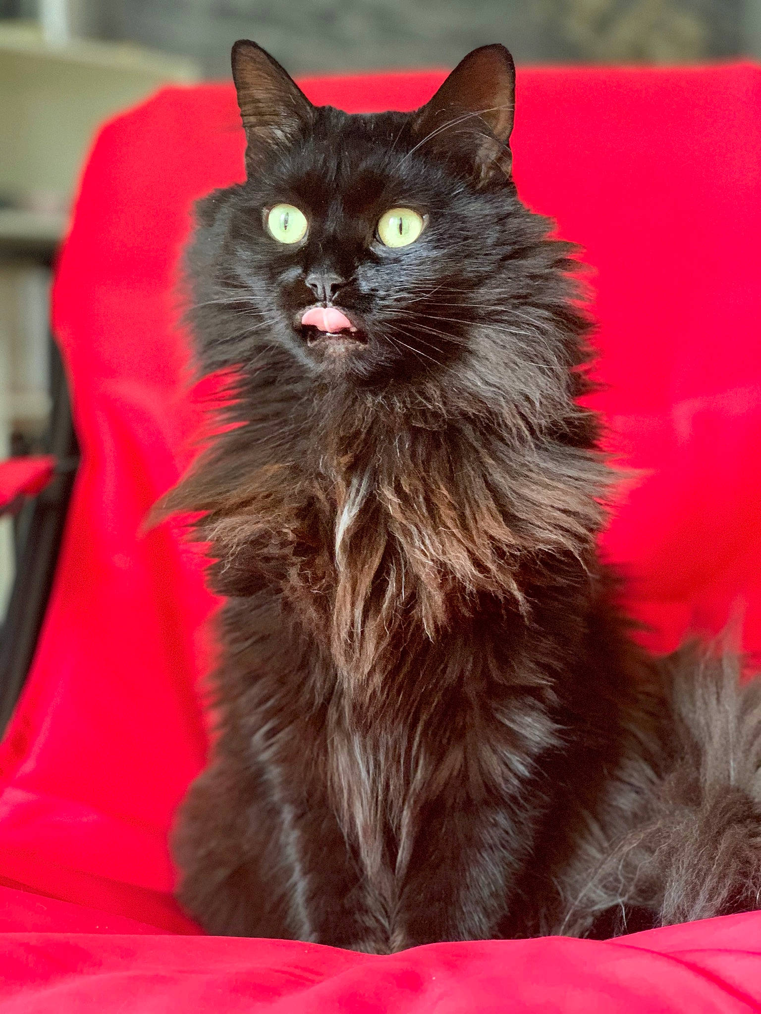 Ciboulette participe au concours pour gagner de l'argent avec cette photo : black_cat, british_longhair, carnivore, cat, cat_supply, claw, domestic_short_haired_cat, felidae, fur, maine_coon, paw, plant, red, small_to_medium_sized_cats, snout, tail, terrestrial_animal, whiskers