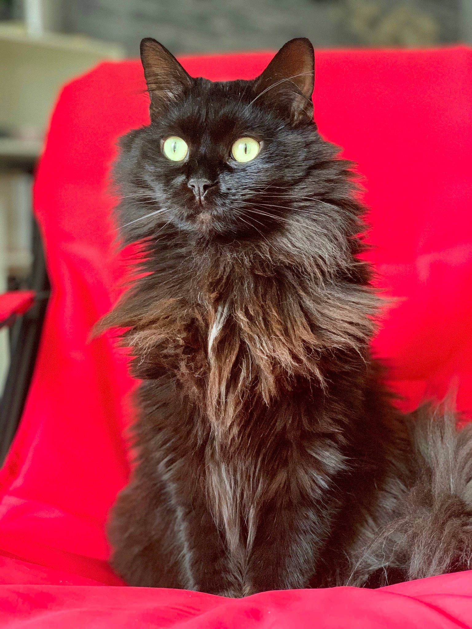 Ciboulette a rejoint le concours — aidez-le/la à gagner de superbes lots ! black_cat, bombay, british_longhair, carnivore, cat, claw, comfort, domestic_short_haired_cat, felidae, fur, paw, red, small_to_medium_sized_cats, snout, tail, terrestrial_animal, whiskers