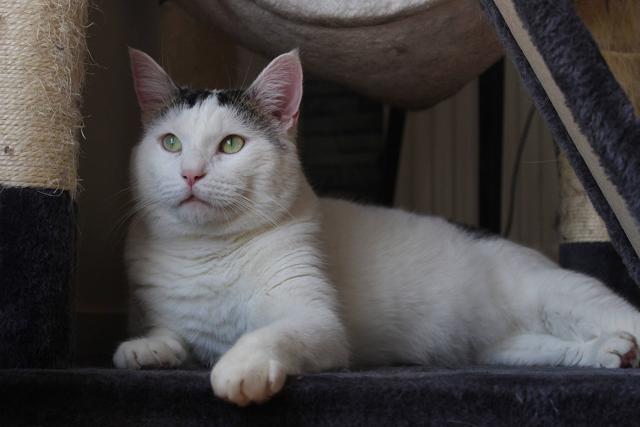 Paprika a rejoint le concours — aidez-le/la à gagner de superbes lots ! carnivore, cat, domestic_short_haired_cat, felidae, fixture, fur, paw, sitting, small_to_medium_sized_cats, tail, terrestrial_animal, whiskers, window, windshield