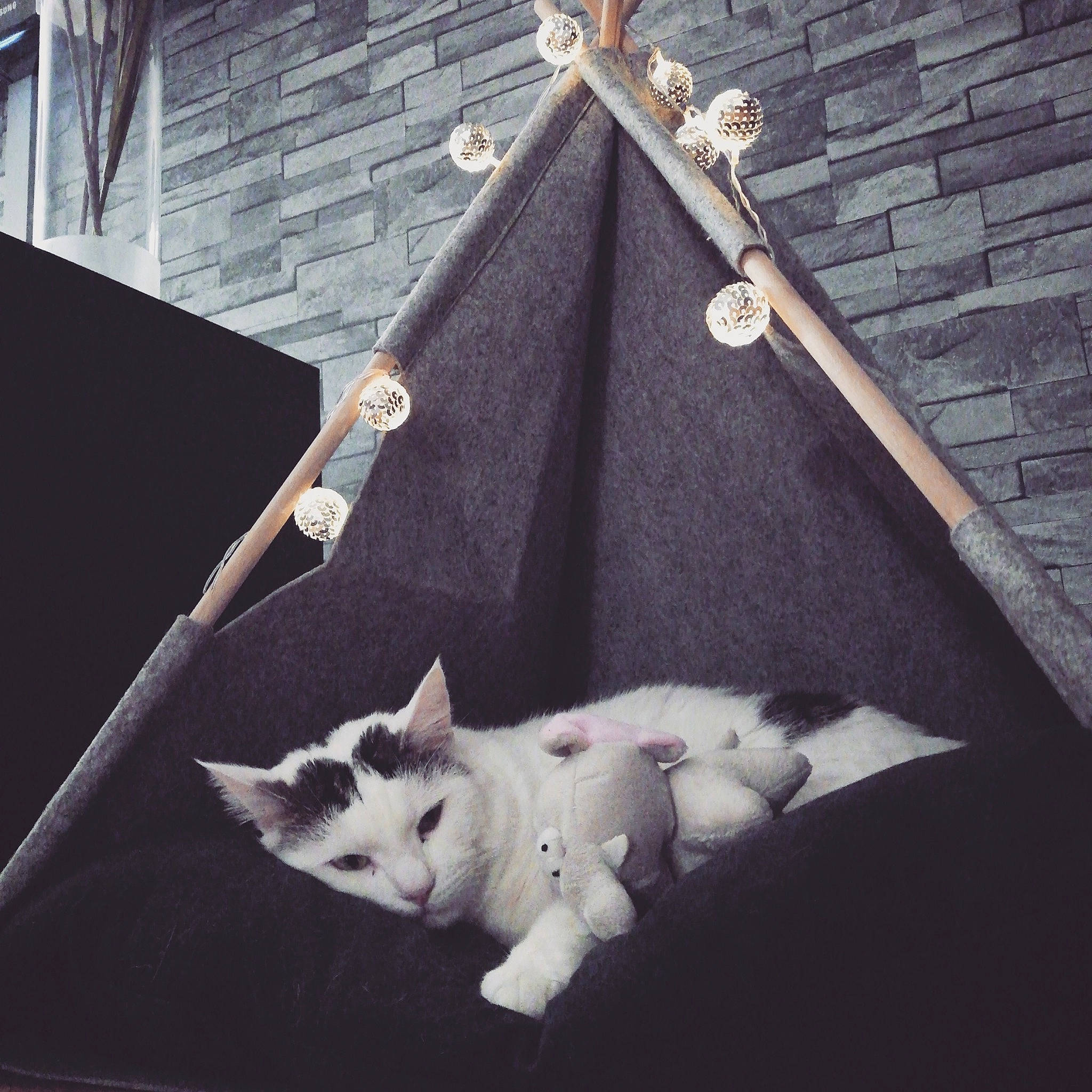 Paprika participe au concours pour gagner de l'argent avec cette photo : carnivore, cat, domestic_short_haired_cat, door, fawn, felidae, fur, grey, line, linens, metal, pattern, small_to_medium_sized_cats, tail, tints_and_shades, triangle, twig, whiskers, white, wood