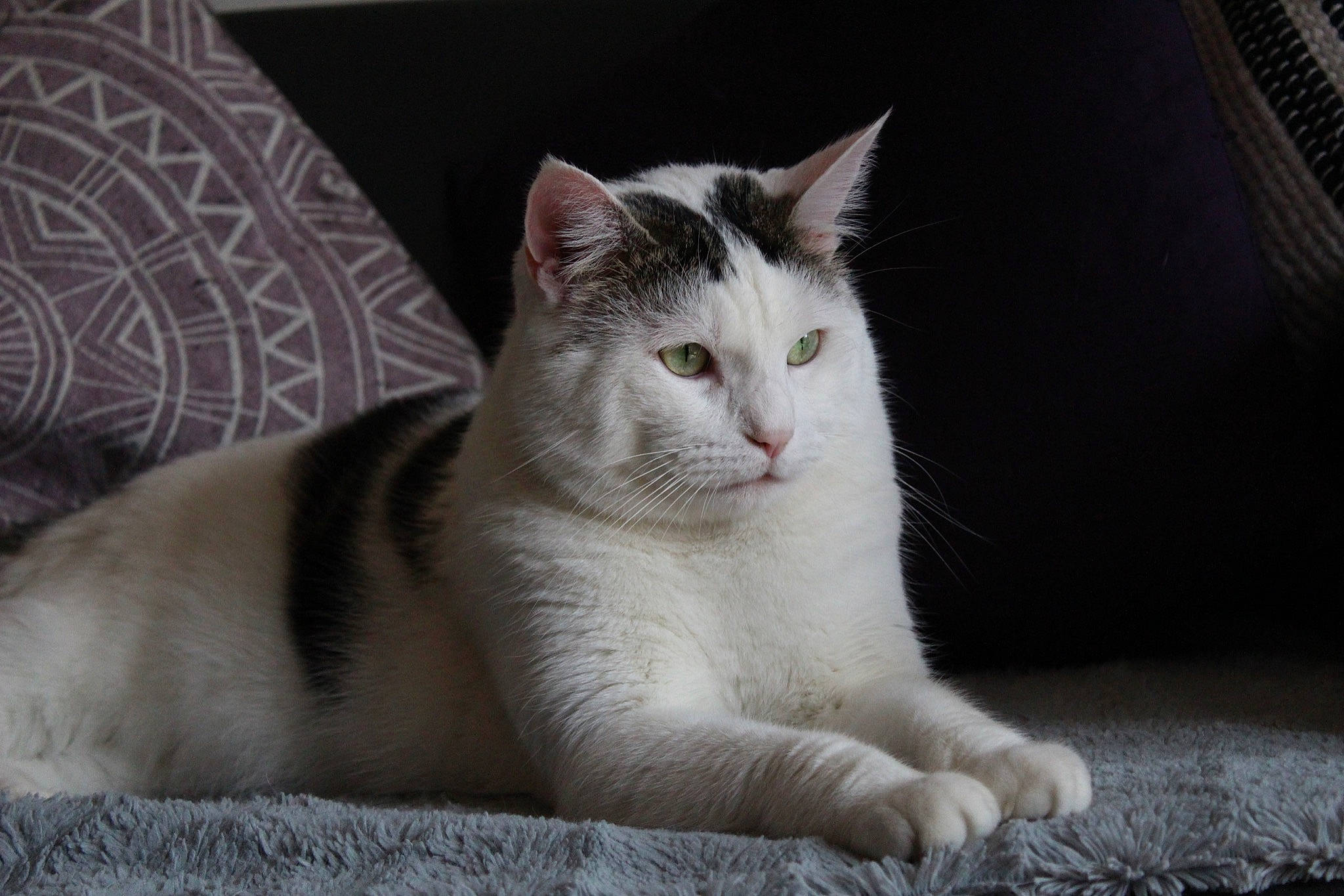 Paprika participe au concours pour gagner de l'argent avec cette photo : carnivore, cat, cat_supply, claw, comfort, couch, domestic_short_haired_cat, eye, felidae, fur, grey, paw, sitting, small_to_medium_sized_cats, snout, tail, terrestrial_animal, whiskers, window