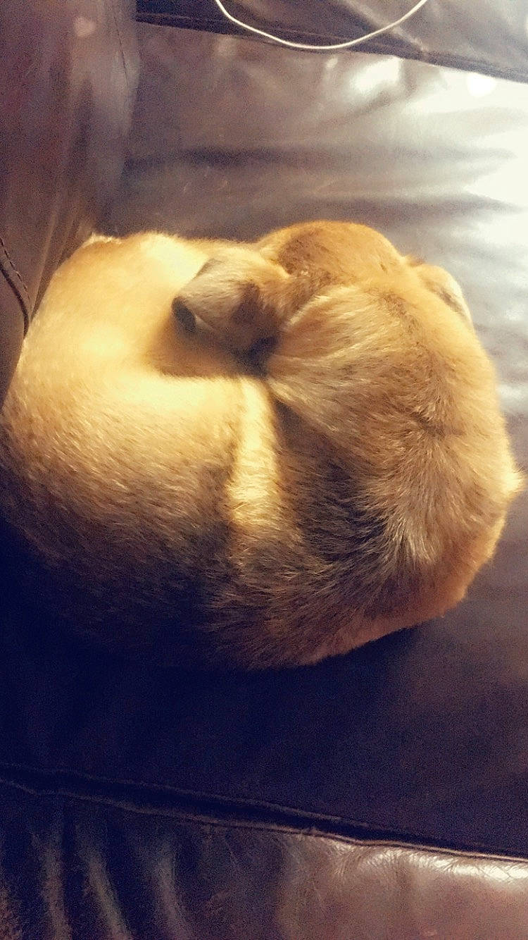 Roxxie is registered to the contest to win money with this photo: canidae, fawn, snout