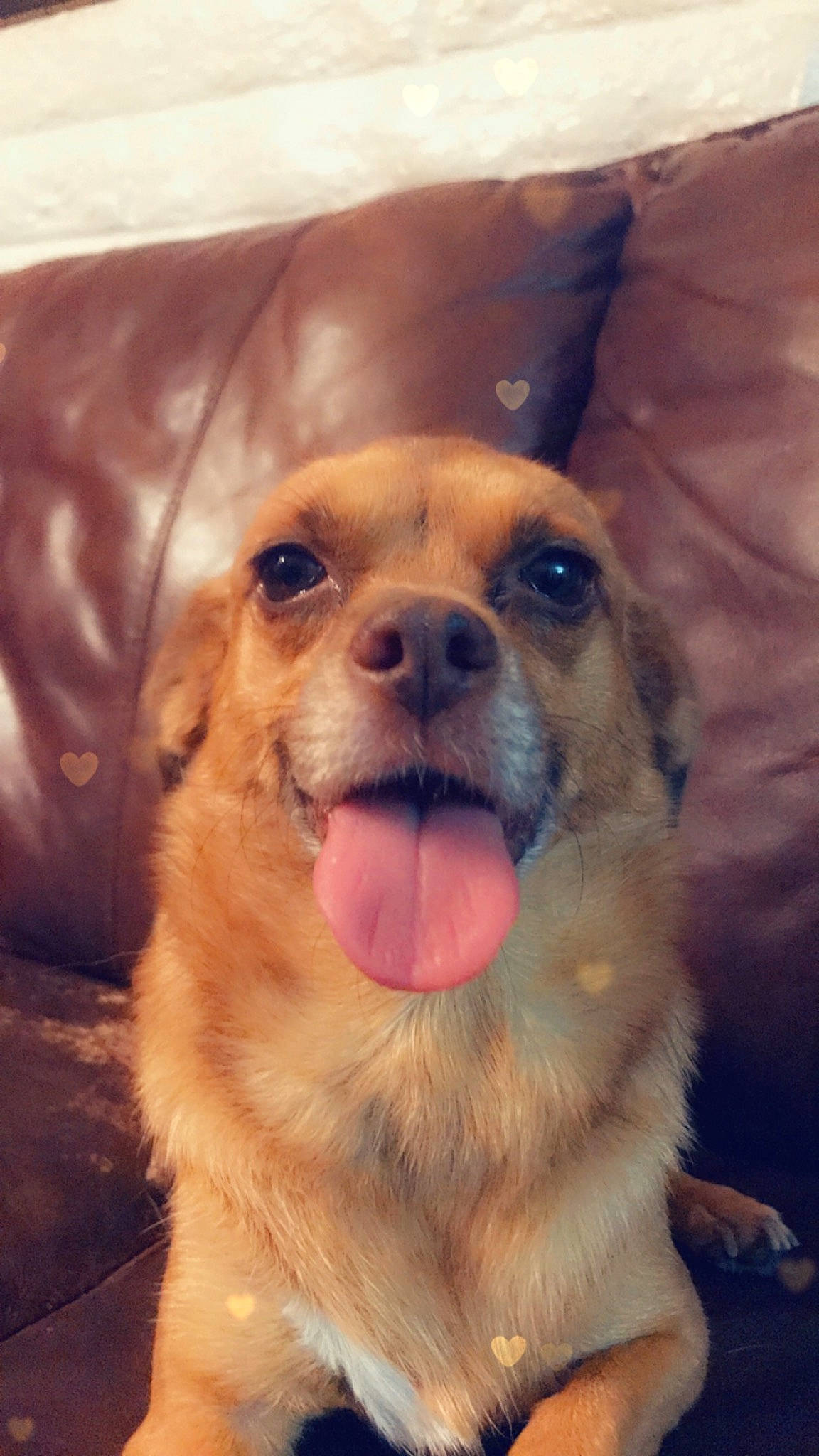 Roxxie is registered to the contest to win money with this photo: canidae, carnivore, companion_dog, dog, dog_breed, ear, eye, fawn, fur, mammal, nose, photography, puppy, puppy_love, rare_breed_dog, snout, sporting_group, tibetan_spaniel, vertebrate, whiskers