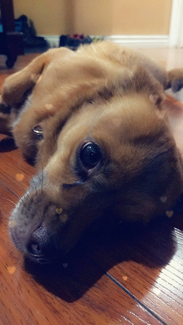 Roxxie is registered to the contest to win money with this photo: beagador, black_mouth_cur, canidae, carnivore, companion_dog, dog, dog_breed, ear, eye, fawn, lurcher, mammal, nose, potcake_dog, puppy, snout, street_dog, whiskers