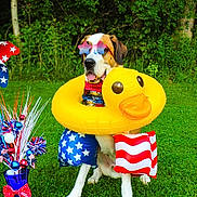 Hank is registered to the contest to win money with this photo: dog, inflatable_duck, sunglasses, floaties, grass, outdoor, patriotic, red, white, blue, stars, stripes, decorations, summer, fun, canine, greenery, celebration, costume, playful