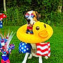 dog, inflatable_duck, sunglasses, floaties, grass, outdoor, patriotic, red, white, blue, stars, stripes, decorations, summer, fun, canine, greenery, celebration, costume, playful