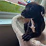 puppy, dog, black_fur, white_patch, pet_bed, window, indoor, natural_light, curious, cozy, fur, snout, companion, house, grass, outdoor_view, calm, resting, animal, domestic