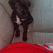 Luna is registered to the contest to win money with this photo: puppy, dog, black_dog, small_dog, couch, sofa, indoor, pet, cute, young_dog, white_patch, textured_fabric, cushion, red_cloth, cozy, animal, sitting, looking_away, home, companion