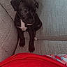 puppy, dog, black_dog, small_dog, couch, sofa, indoor, pet, cute, young_dog, white_patch, textured_fabric, cushion, red_cloth, cozy, animal, sitting, looking_away, home, companion