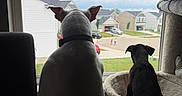 Luna is registered to the contest to win money with this photo: dog, window, pet, indoor, looking_out, suburb, house, cloudy_sky, curious, animal, cozy, furniture, perch, large_dog, small_dog, back_view, daytime, collar, quiet, companionship
