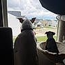 dog, window, pet, indoor, looking_out, suburb, house, cloudy_sky, curious, animal, cozy, furniture, perch, large_dog, small_dog, back_view, daytime, collar, quiet, companionship