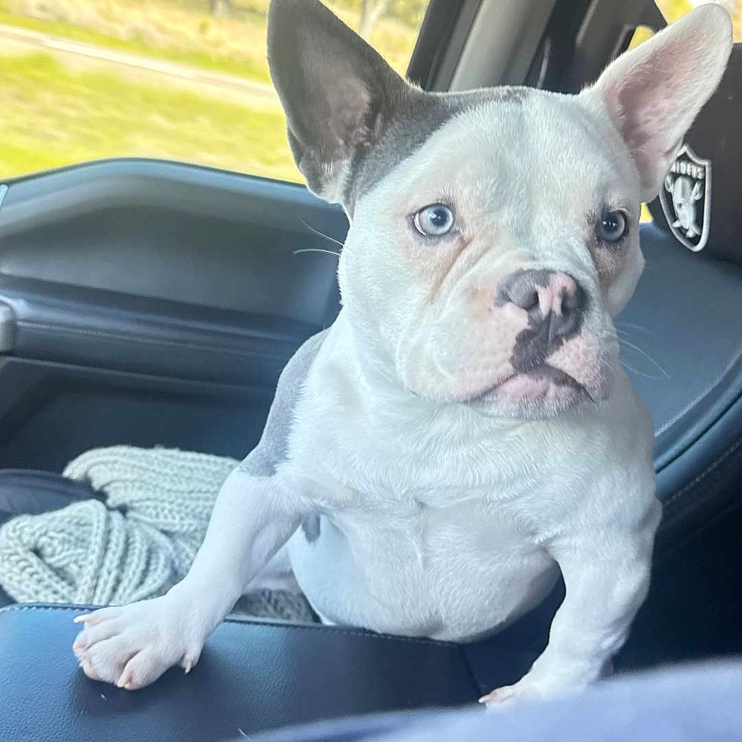 Coco is registered to the contest to win money with this photo: alert, animal, blanket, blue_eyes, car_interior, close_up, cute, dog, ears, french_bulldog, gray, greenery, indoor, nature, nose, pet, puppy, seat, white, window