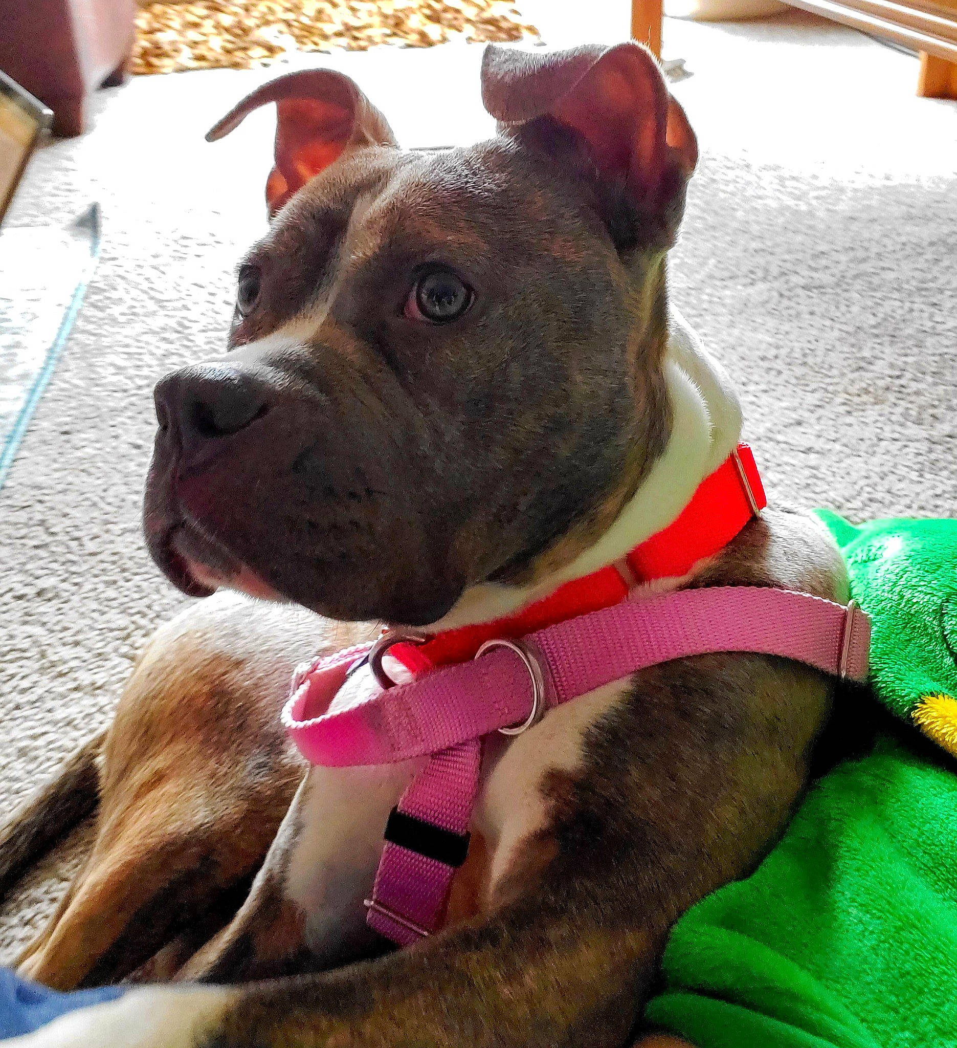 Flo is registered to the contest to win money with this photo: canidae, carnivore, collar, comfort, companion_dog, dog, dog_breed, dog_collar, ear, fashion_accessory, fawn, fur, liver, pet_supply, snout, sporting_group, whiskers, working_animal, working_dog, wrinkle