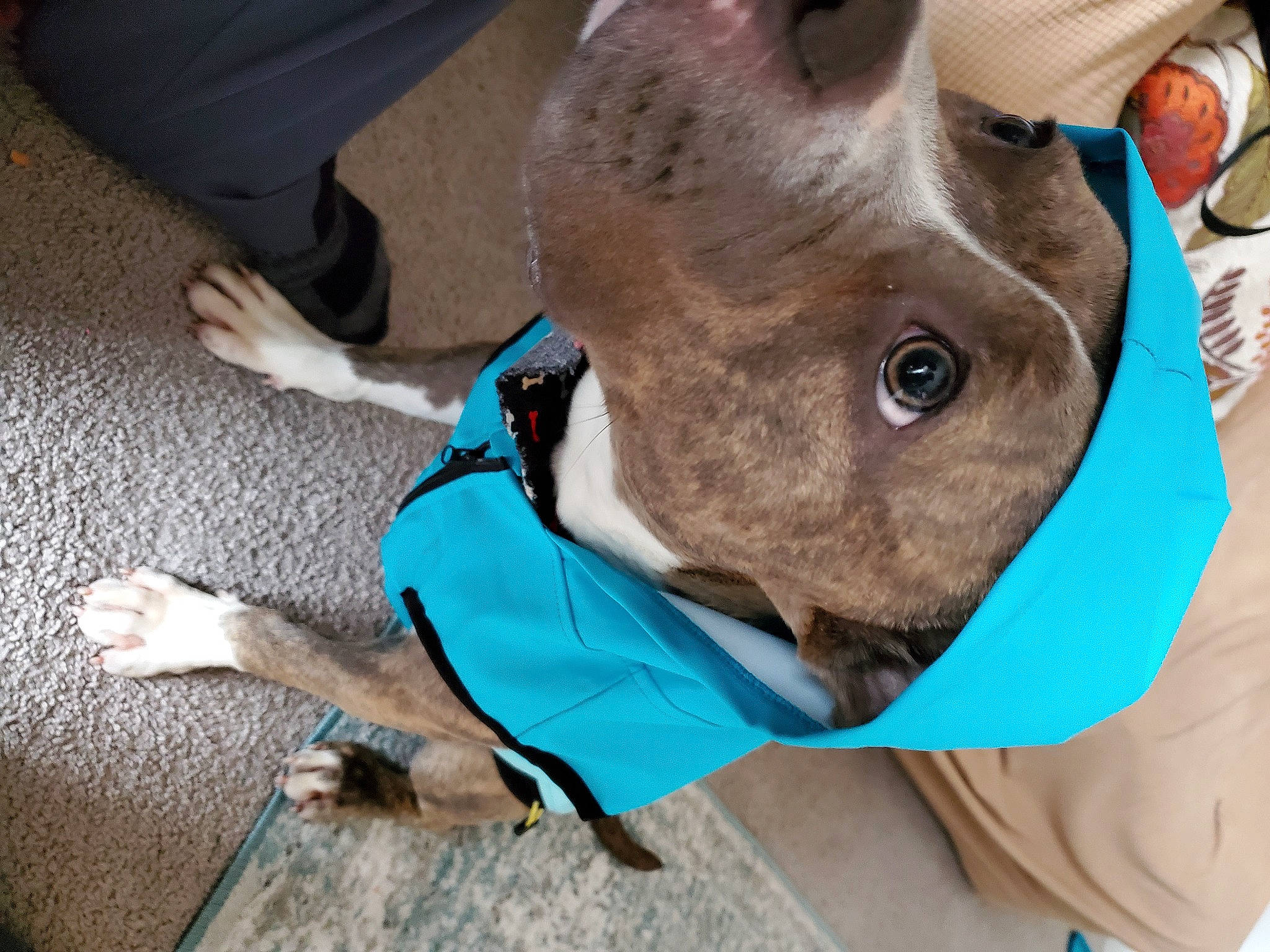 Flo joined the competition — help win amazing prizes! animation, blue, ear, electric_blue, fawn, fish, flooring, fur, jaw, mascot, medical, medical_equipment, personal_protective_equipment, plush, recreation, snout, stuffed_toy, veterinarian, whiskers, working_animal