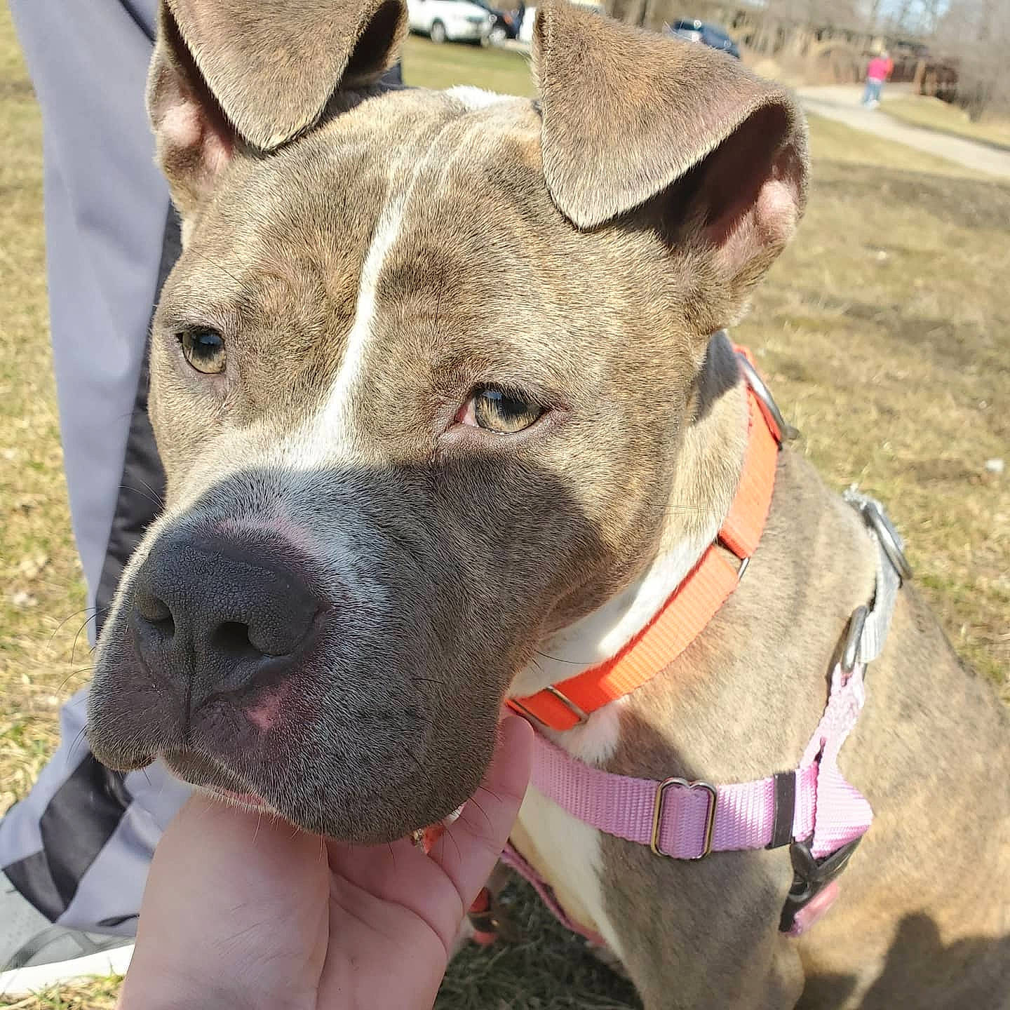 Flo joined the competition — help win amazing prizes! ancient_dog_breeds, canidae, carnivore, collar, companion_dog, dog, dog_breed, dog_collar, dog_supply, fashion_accessory, fawn, hunting_dog, non_sporting_group, pet_supply, snout, sporting_group, whiskers, working_animal, working_dog, wrinkle