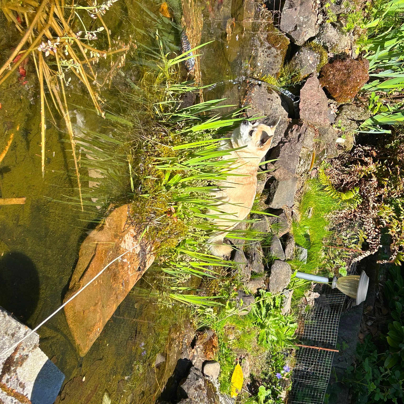 Bitzy is registered to the contest to win money with this photo: biome, branch, forest, grass, groundcover, jungle, landscape, natural_environment, natural_landscape, non_vascular_land_plant, plant, sunlight, temperate_broadleaf_and_mixed_forest, terrestrial_plant, trunk, twig, vegetation, water, watercourse, wood