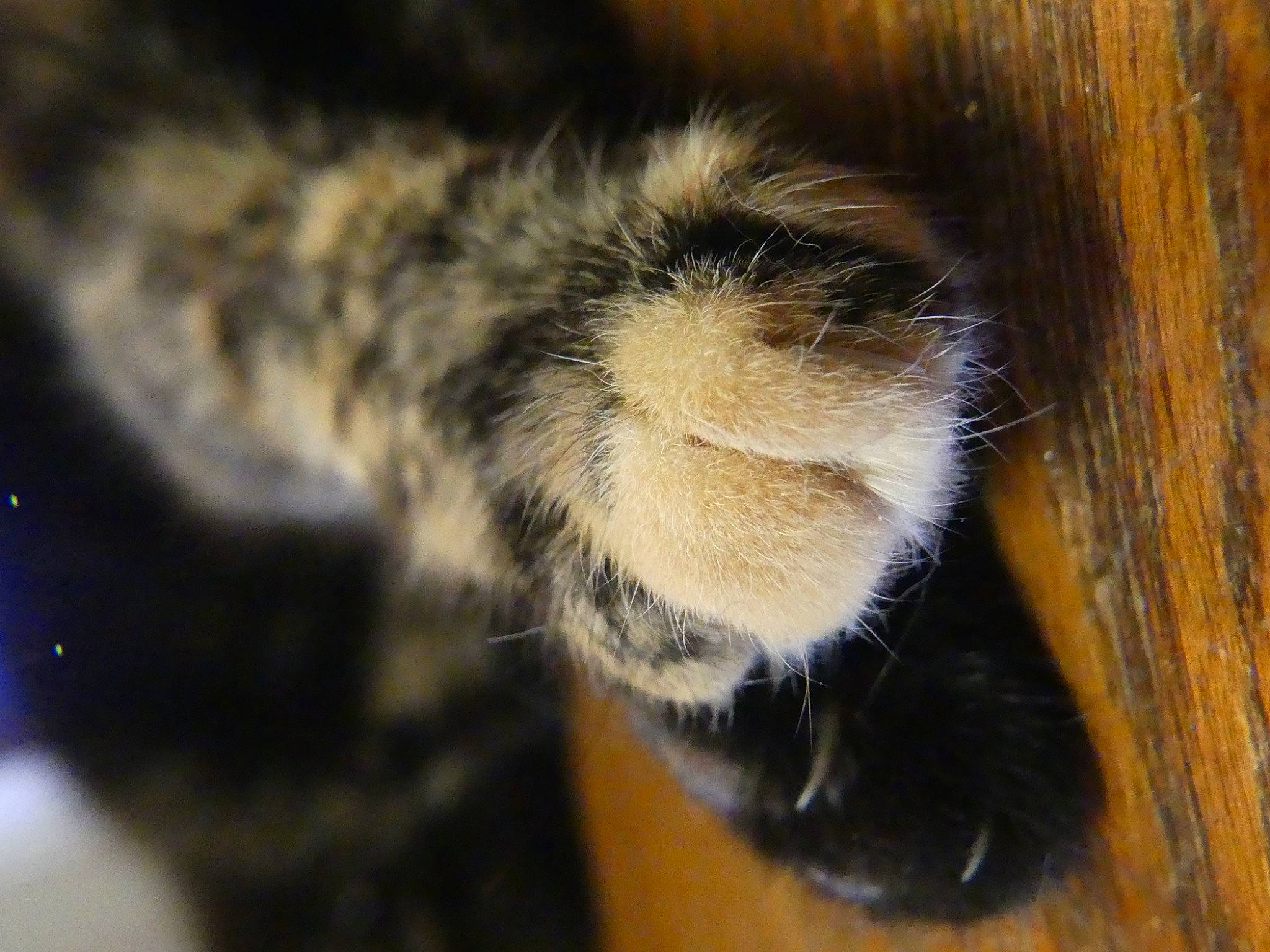 Jessie is registered to the contest to win money with this photo: carnivore, claw, dog_breed, domestic_short_haired_cat, fawn, felidae, fur, hardwood, paw, small_to_medium_sized_cats, sporting_group, tail, terrestrial_animal, whiskers, wildlife, wood