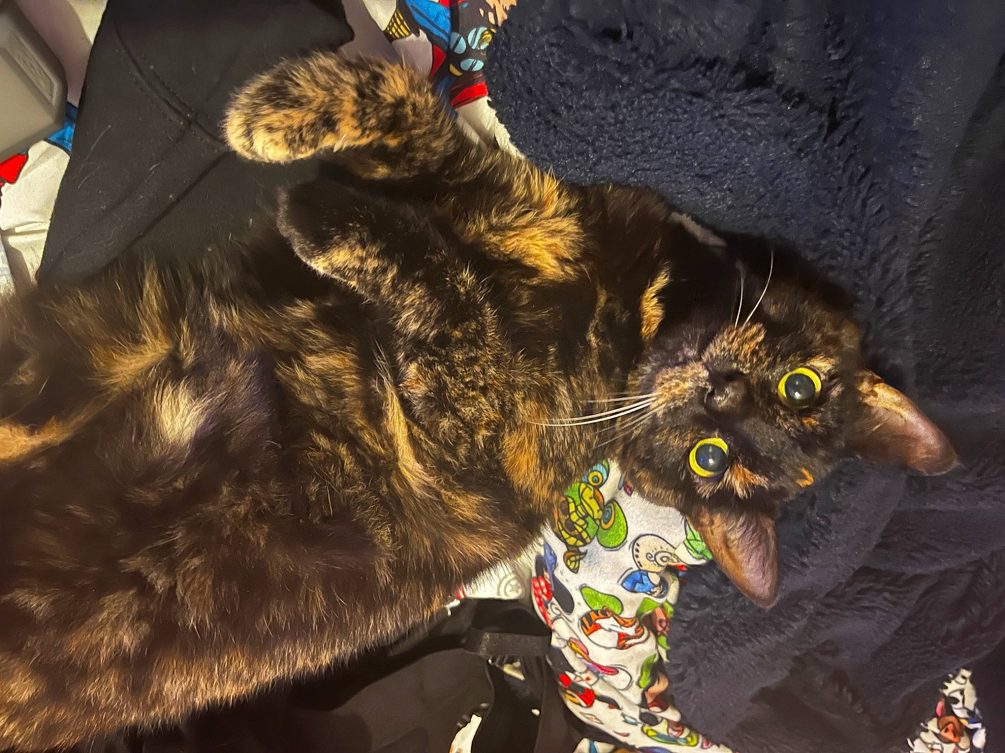 Jessie is registered to the contest to win money with this photo: canidae, carnivore, cat, claw, collar, dog_breed, dog_collar, domestic_short_haired_cat, ear, fashion_accessory, felidae, fur, guard_dog, paw, small_to_medium_sized_cats, sporting_group, tail, tree, whiskers