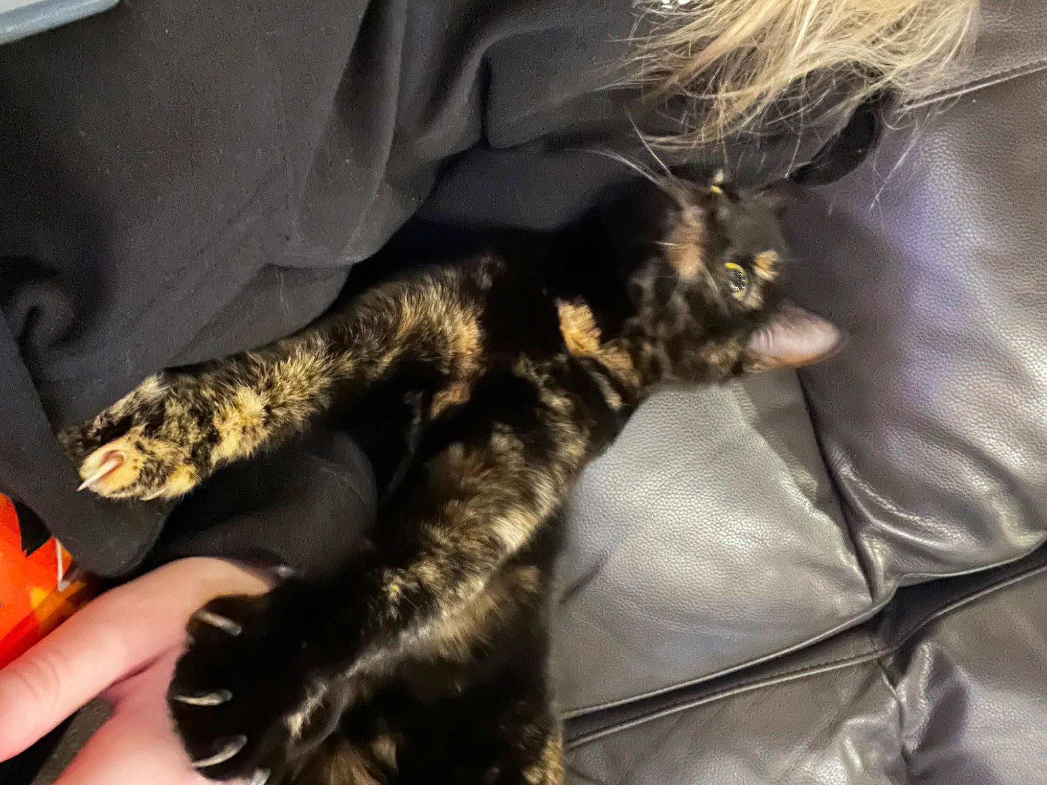 Jessie is registered to the contest to win money with this photo: carnivore, cat, claw, comfort, companion_dog, dog_breed, domestic_short_haired_cat, felidae, fur, gesture, mammal, nail, paw, small_to_medium_sized_cats, sporting_group, tail, whiskers