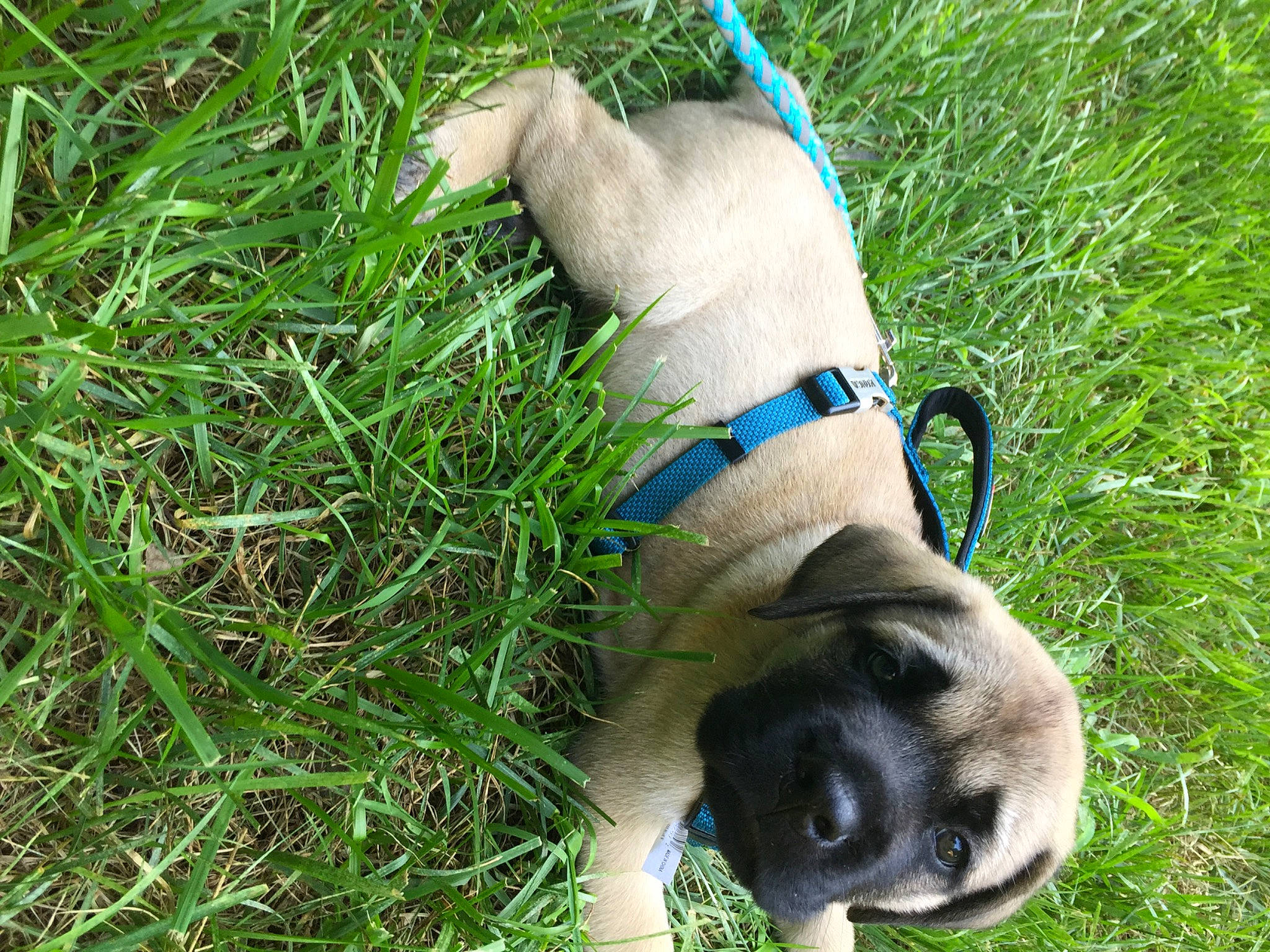 Max joined the competition — help win amazing prizes! canidae, carnivore, collar, companion_dog, dog, dog_breed, dog_collar, dog_supply, fawn, grass, groundcover, paw, pet_supply, plant, sedge_family, snout, sporting_group, tail, terrestrial_animal, working_animal