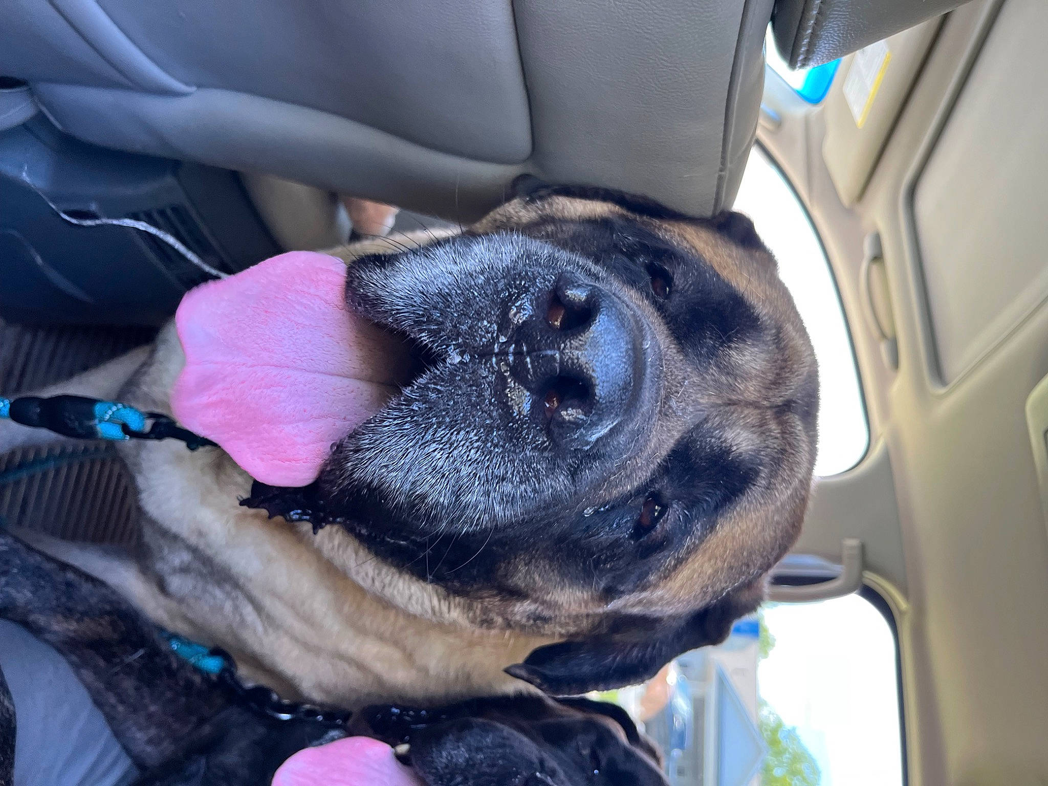 Max joined the competition — help win amazing prizes! auto_part, car_seat, car_seat_cover, carnivore, collar, companion_dog, dog, dog_breed, electric_blue, family_car, fawn, fur, motor_vehicle, snout, sporting_group, vehicle, vehicle_door, vertebrate, window, working_animal