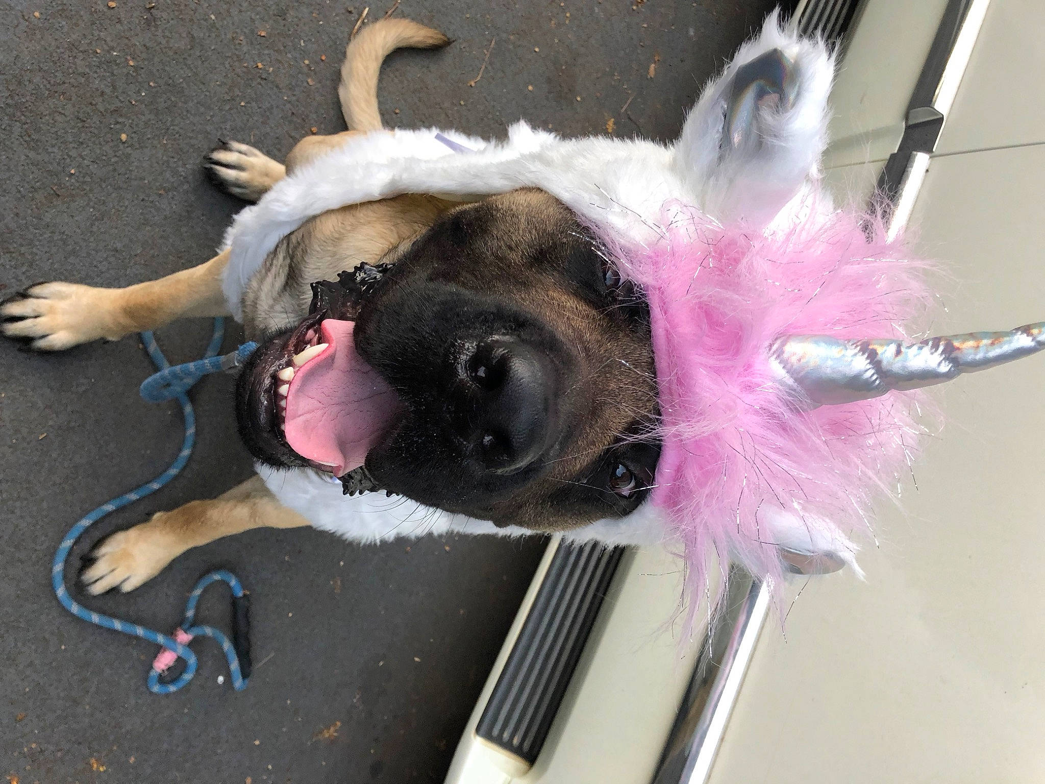 Max joined the competition — help win amazing prizes! canidae, carnivore, collar, companion_dog, dog, dog_breed, dog_collar, ear, eyelash, fawn, fur, leash, magenta, paw, pet_supply, snout, sporting_group, tail, whiskers, working_animal