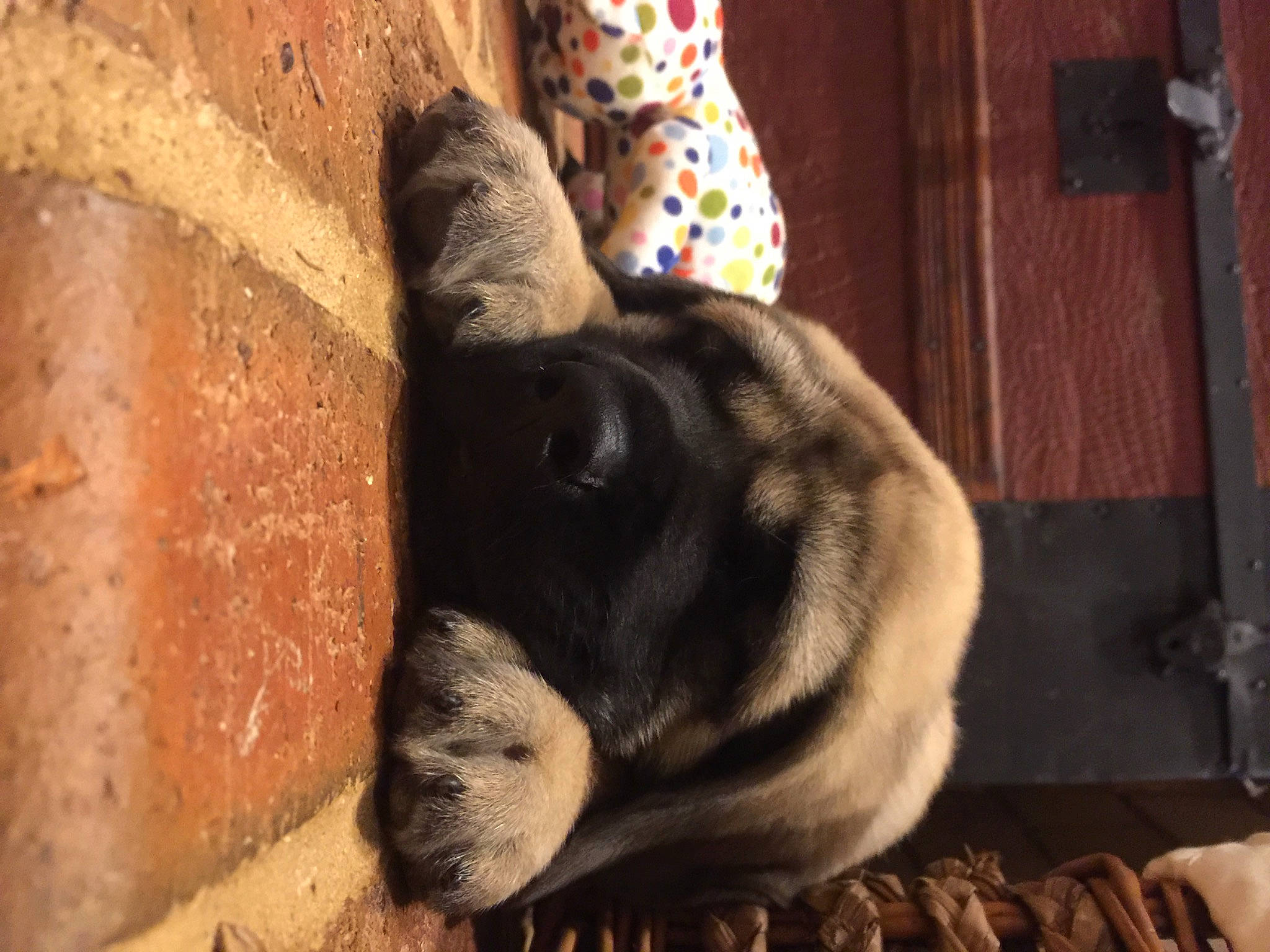 Max joined the competition — help win amazing prizes! canidae, carnivore, comfort, dog_breed, ear, fawn, felidae, fur, human_leg, rabbits_and_hares, small_to_medium_sized_cats, snout, sporting_group, tail, terrestrial_animal, tints_and_shades, whiskers, wood, working_animal, wrinkle