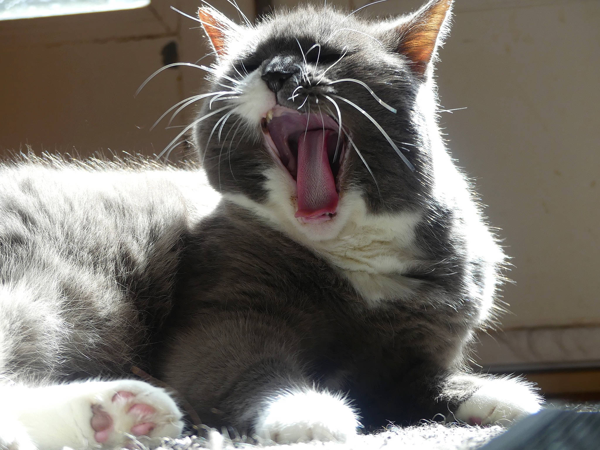 Hope is registered to the contest to win money with this photo: carnivore, cat, claw, collar, domestic_short_haired_cat, fang, felidae, fur, paw, photo_caption, photography, roar, shout, small_to_medium_sized_cats, snout, tail, terrestrial_animal, whiskers, window, yawn
