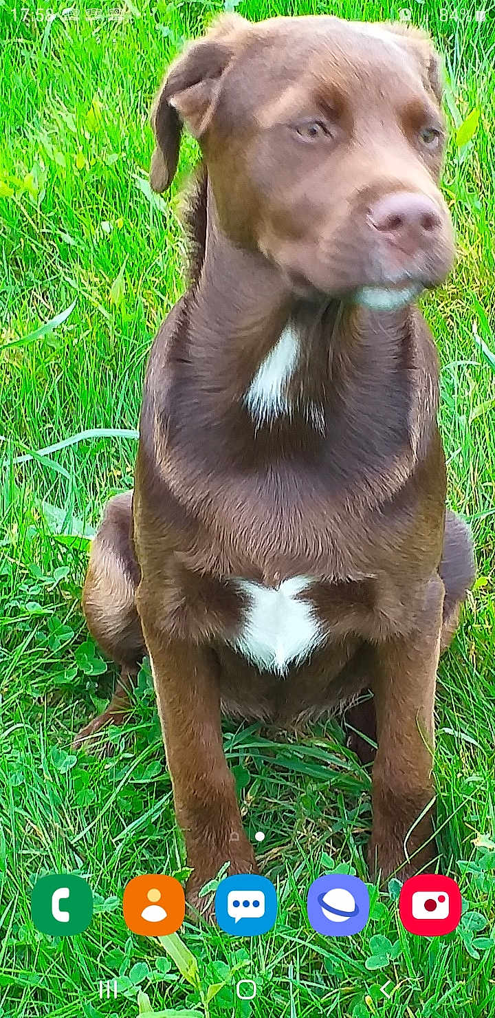 Pepsy