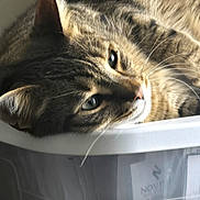 Sam is registered to the contest to win money with this photo: cat, tabby, close_up, pet, feline, relaxed, lying_down, whiskers, fur, container, indoor, soft_light, eyes, nose, ear, domestic_animal, animal, cute, resting, cozy