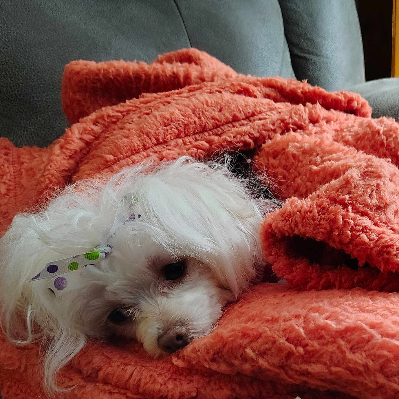 Scarlet Jane is registered to the contest to win money with this photo: animal, blanket, canine, cockerspaniel, couch, cushion, dog, furniture, homedecor, hound, linen, person, pet, poodle, puppy, quilt, sleeping, terrier, towel, whitedog