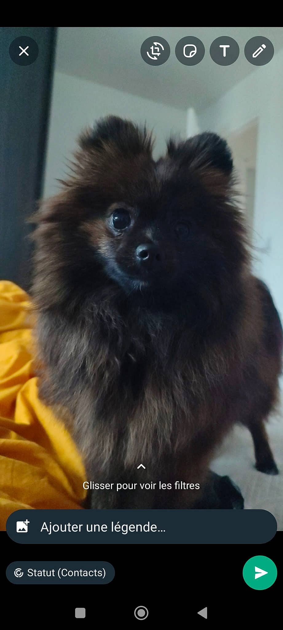 Luna participe au concours pour gagner de l'argent avec cette photo : canidae, carnivore, companion_dog, dog, dog_breed, dog_supply, fawn, fur, german_spitz, german_spitz_klein, german_spitz_mittel, iris, liver, pomeranian, snout, spitz, sporting_group, toy_dog, volpino_italiano, working_animal