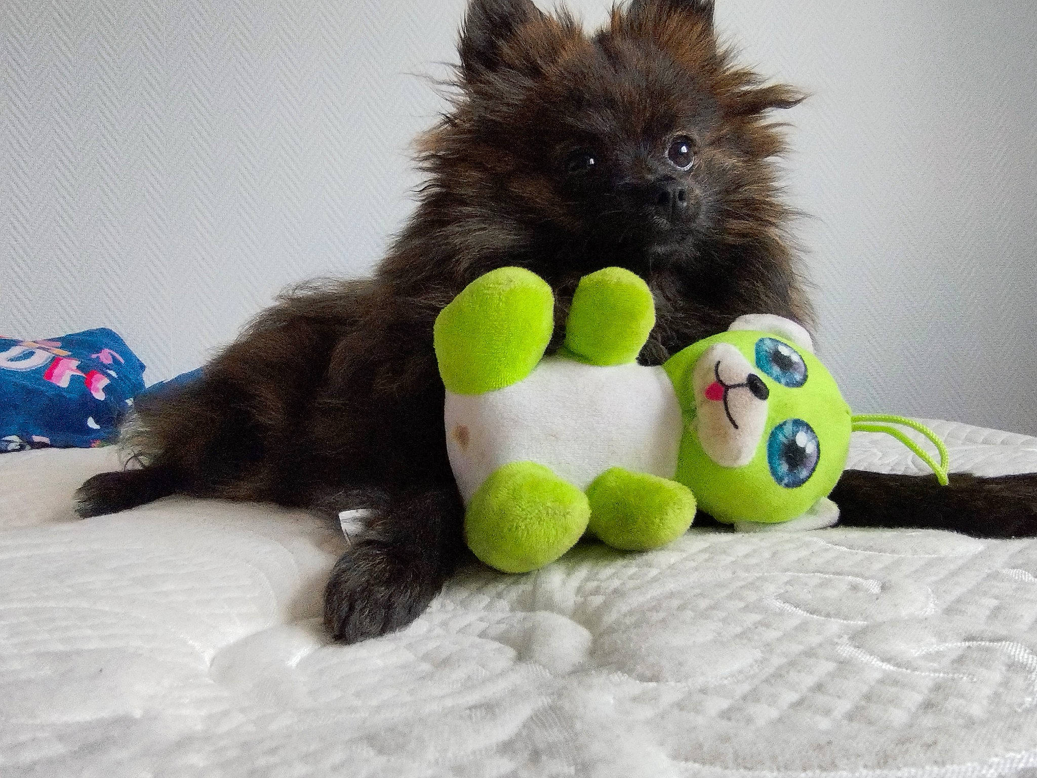 Luna participe au concours pour gagner de l'argent avec cette photo : carnivore, cat, cat_supply, cat_toy, claw, companion_dog, dog_breed, dog_toy, domestic_short_haired_cat, felidae, fur, paw, plush, small_to_medium_sized_cats, snout, stuffed_toy, tail, terrestrial_animal, toy, whiskers